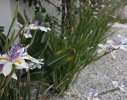 Mass linear plantings of Wild Iris provide structure and colour