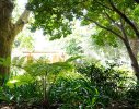 Tree ferns were planted extensively throughout the garden in order to tie the various elements together