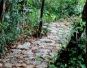 A stone pathway meanders through the bamboo grove