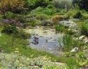 Constantia 1 - waterwise/ wildlife friendly garden