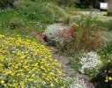 Constantia 1 - waterwise/ wildlife friendly garden