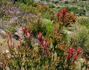 Several hybridised Fynbos species were planted for their bold foliage colours