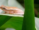 An endemic local resident - the Arum Lily frog