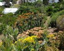 A mixture of re-generated and planted Fynbos elements